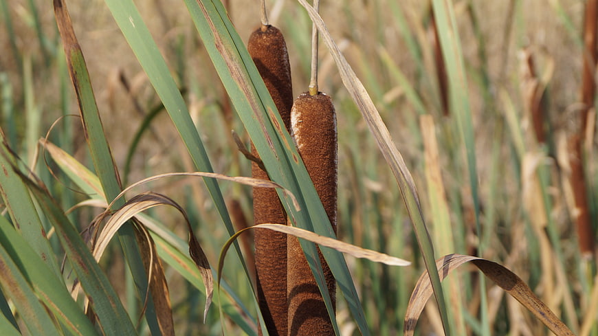 Close-up of brown cattail reeds in a natural wetland setting