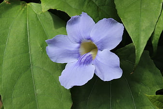 Close-up of a delicate light blue flower on green leaves
