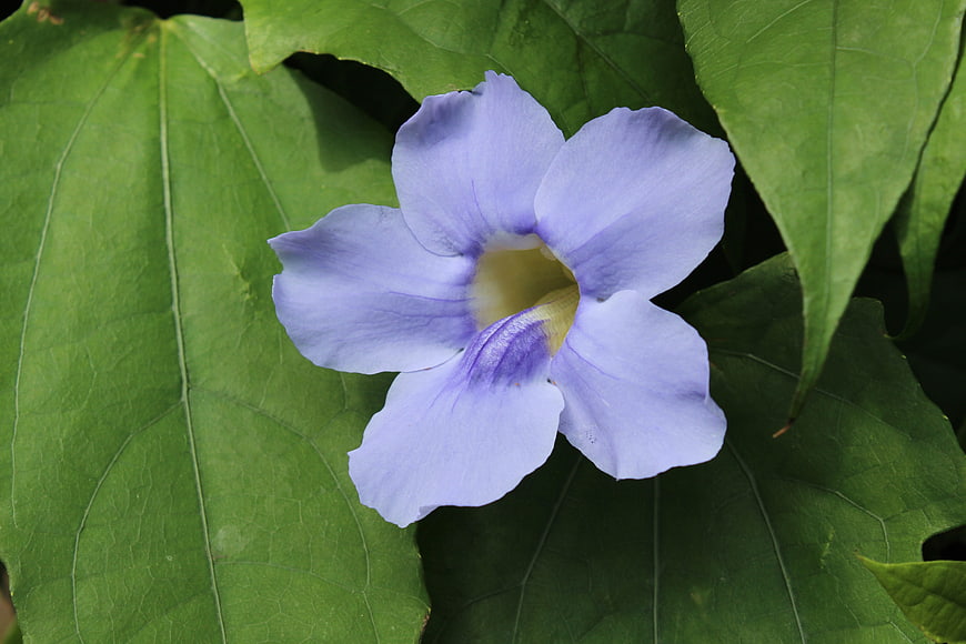 Close-up of a delicate light blue flower on green leaves