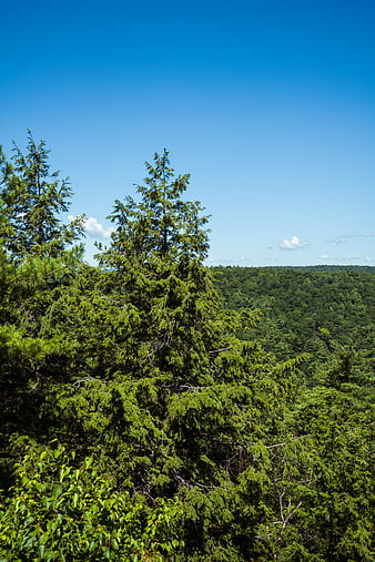 Lush Green Forest Canopy Under Clear Blue Sky
