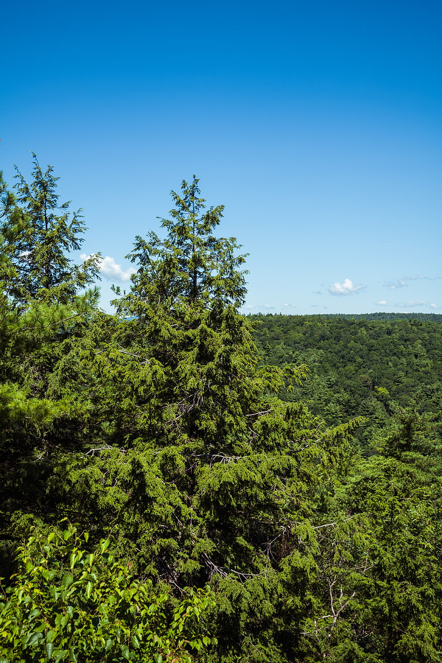 Lush Green Forest Canopy Under Clear Blue Sky