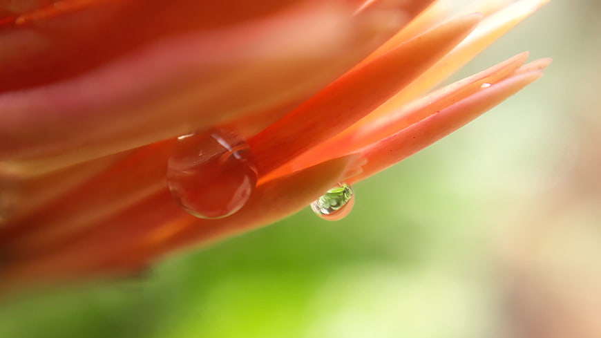 Macro shot of water droplets on vibrant orange flower petals