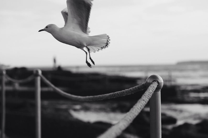 Black and white seagull flying over coastal rope railing