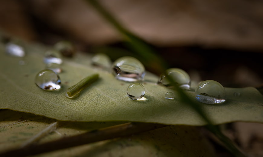 Macro shot of water droplets on a green leaf