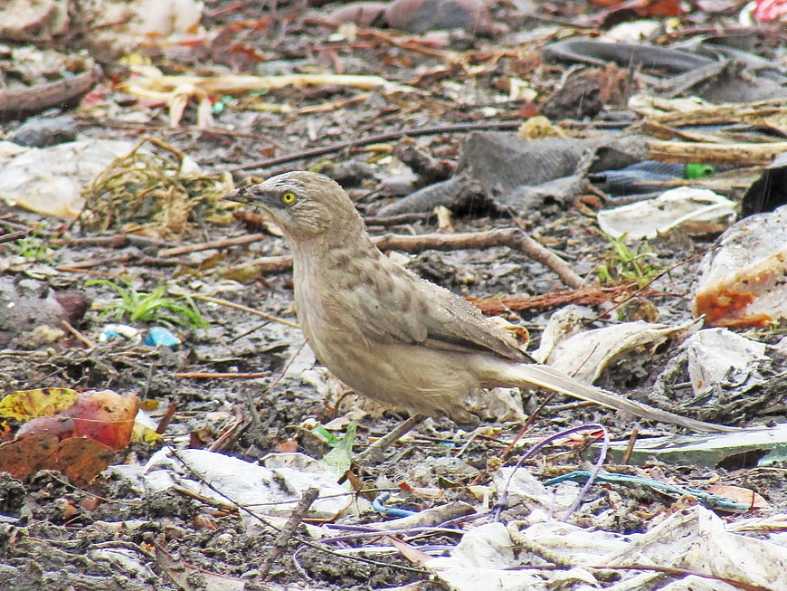 Large Grey Babbler Bird Standing on Muddy Ground