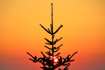 Silhouette of Pine Tree Top Against Vibrant Orange Sunset Sky