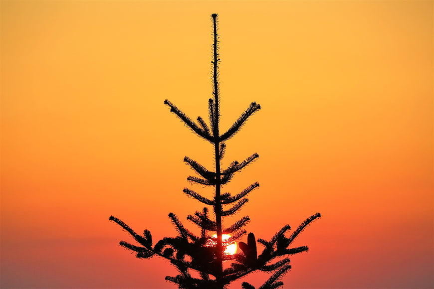 Silhouette of Pine Tree Top Against Vibrant Orange Sunset Sky