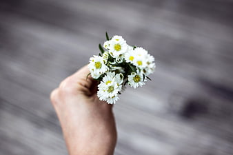Hand holding small bouquet of white daisies on blurred background