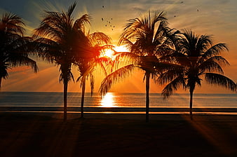 Silhouetted Palm Trees at Tropical Sunset Over Ocean