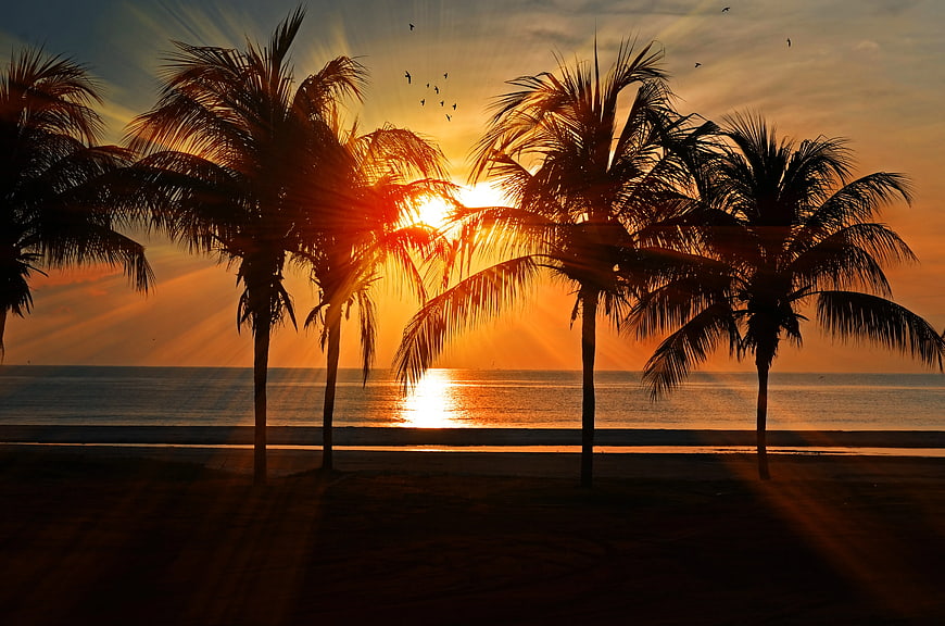 Silhouetted Palm Trees at Tropical Sunset Over Ocean