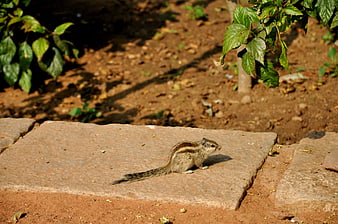 Striped Chipmunk on Stone Slab in Natural Garden Setting