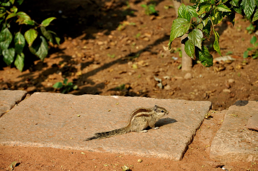 Striped Chipmunk on Stone Slab in Natural Garden Setting