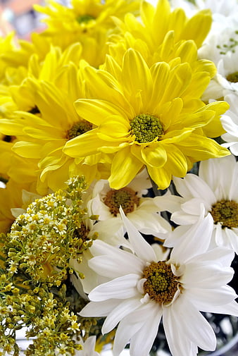 Close-up of vibrant yellow and white chrysanthemums bouquet