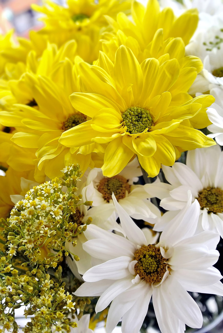 Close-up of vibrant yellow and white chrysanthemums bouquet