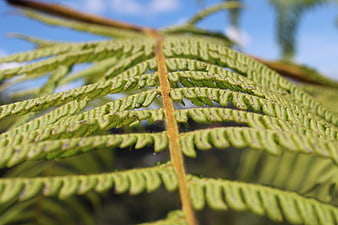 Close-up of green fern frond with spores against blue sky