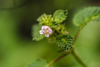 Close-up of a small pink wildflower with green leaves