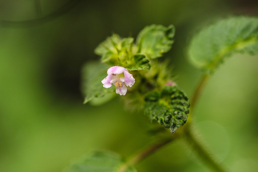Close-up of a small pink wildflower with green leaves