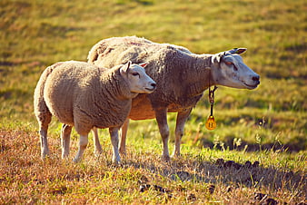 Sheep and Lamb Standing in a Sunlit Pasture