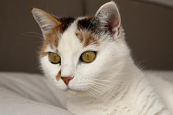 Close-up of Calico Cat with Green Eyes on White Bed