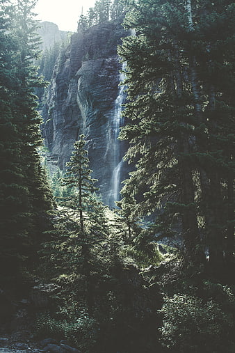 Tall waterfall cascading down rocky cliff in dense pine forest