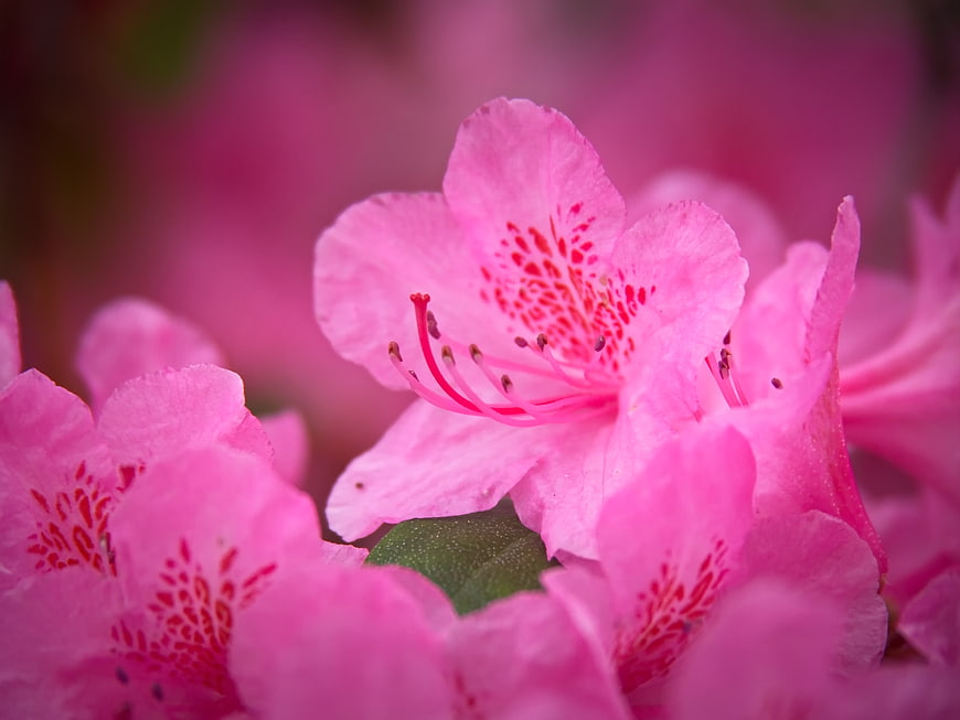 Close-up of vibrant pink azalea flowers with red speckles