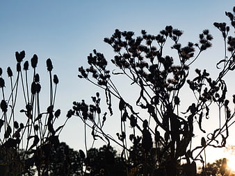 Silhouetted Wildflowers Against Sunset Sky
