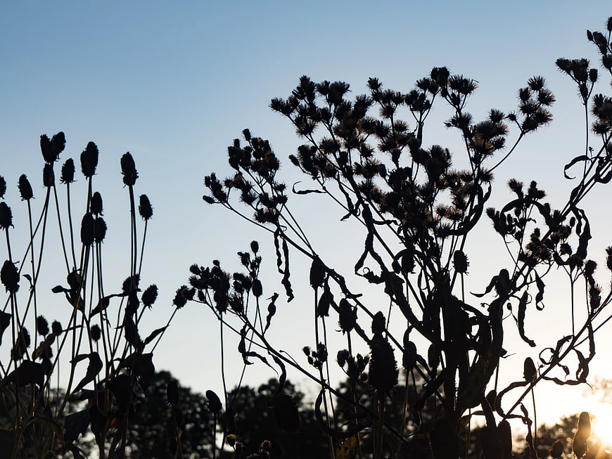 Silhouetted Wildflowers Against Sunset Sky