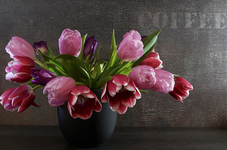 Pink and Purple Tulips in Black Vase on Dark Background