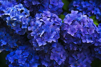Close-up of vibrant blue hydrangea flower clusters