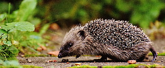 Close-up of a Hedgehog Sniffing the Ground in Nature