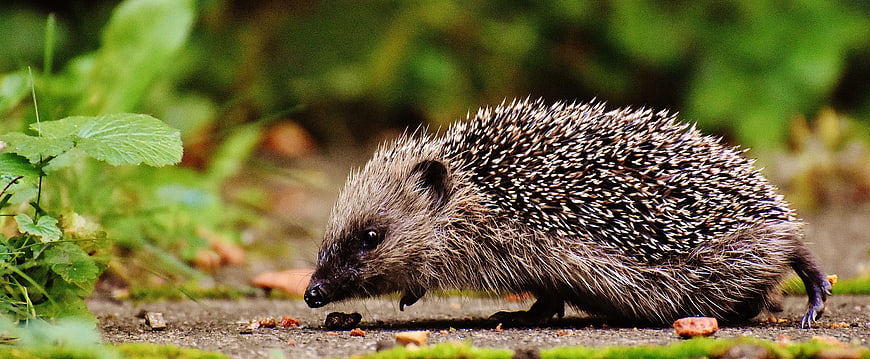 Close-up of a Hedgehog Sniffing the Ground in Nature