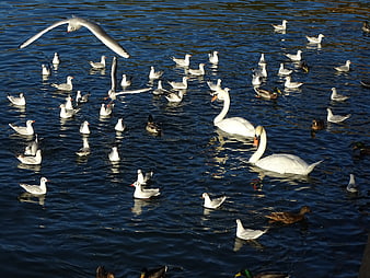 Swans and Seagulls Swimming in Blue Lake Water
