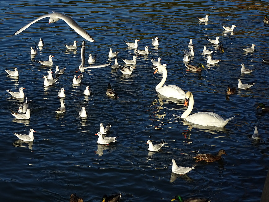 Swans and Seagulls Swimming in Blue Lake Water