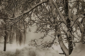 Snowy Winter Trees in a Serene Landscape