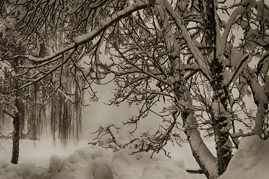 Snowy Winter Trees in a Serene Landscape
