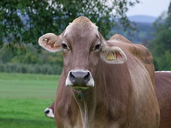 Close-up portrait of a brown cow in a green pasture