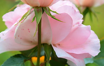 Close-up of a delicate pink rose with green sepals