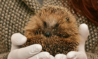 Close-up of a small hedgehog held in gloved hands