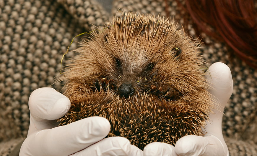 Close-up of a small hedgehog held in gloved hands