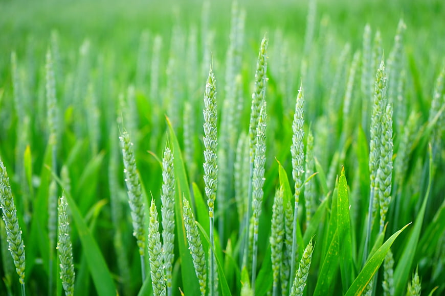 Close-up of vibrant green wheat stalks in a field