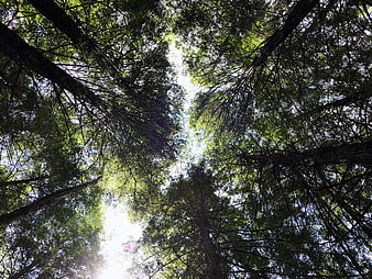 Low Angle View of Tall Forest Trees and Green Canopy