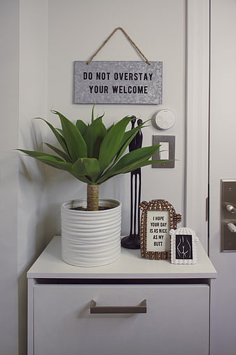 Humorous home decor with funny signs and potted plant