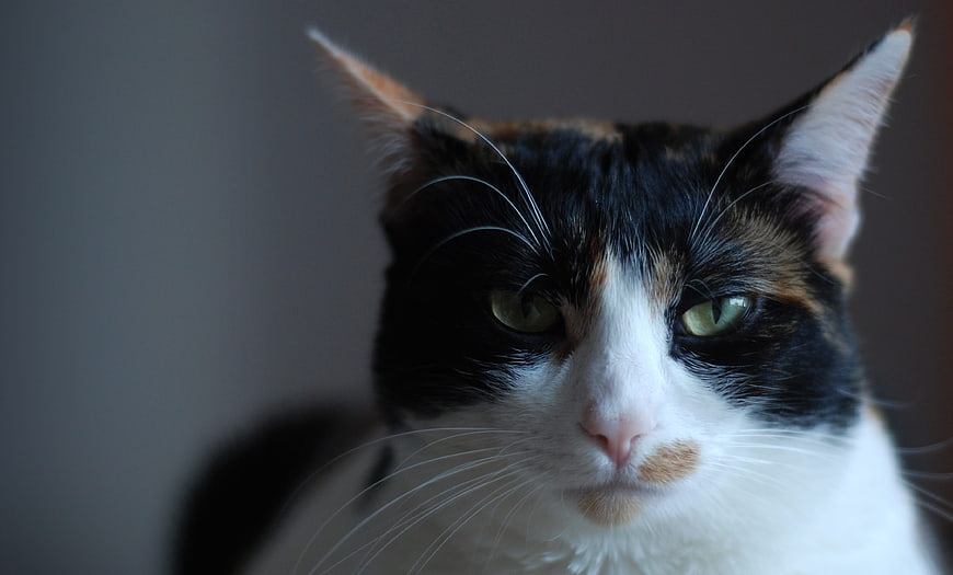 Close-up portrait of a calico cat with green eyes