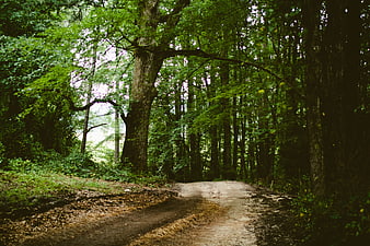 Dirt path winding through lush green forest with large trees