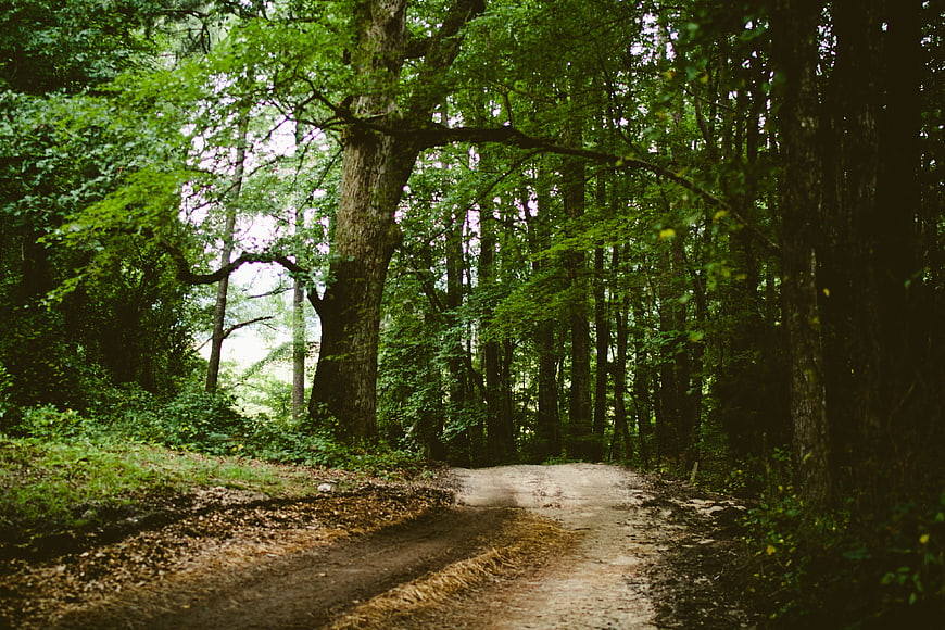Dirt path winding through lush green forest with large trees