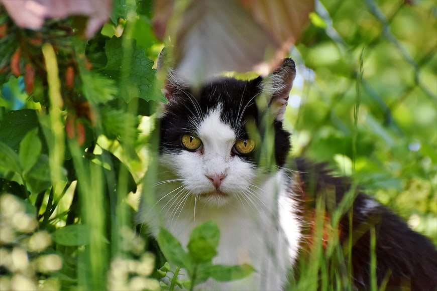 Curious black and white cat hiding in green garden foliage