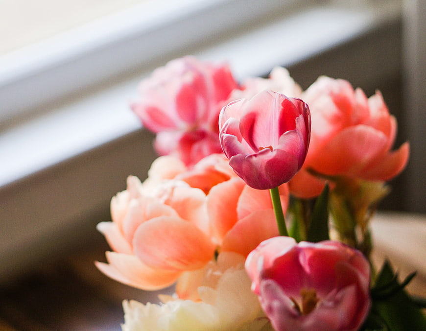 Close-up of Pink and Peach Tulips in Soft Natural Light