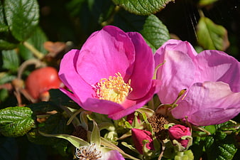 Close-up of vibrant pink wild rose blossoms in sunlight