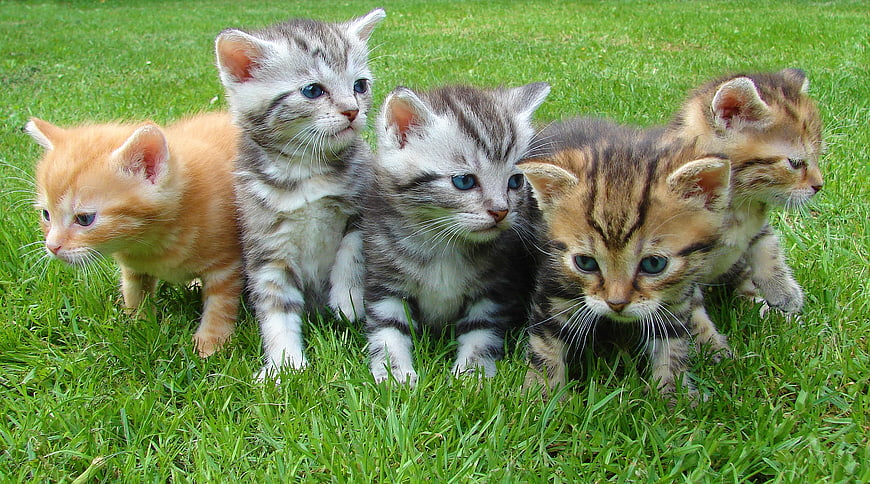 Five Cute Kittens Playing Together on Green Grass