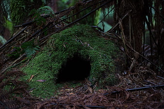Mossy Cave Entrance in Dark Forest